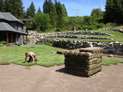 installing new sod grass